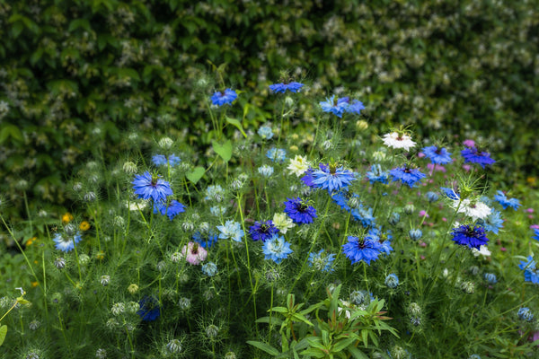 Love In A Mist Fennel Flower Seeds - Blue and White Mix