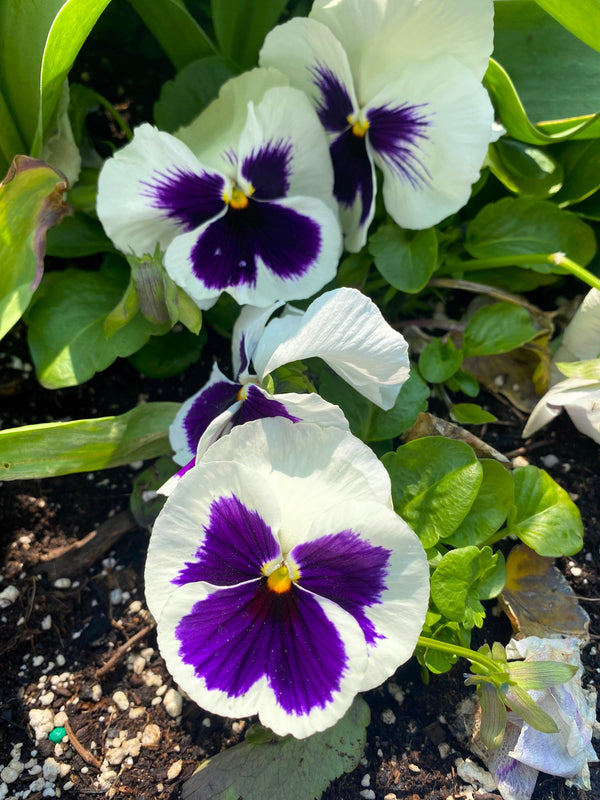 White and Purple Swiss Giant Pansy Seeds
