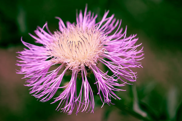 25 Basket Flower Seeds (Centaurea Americana)