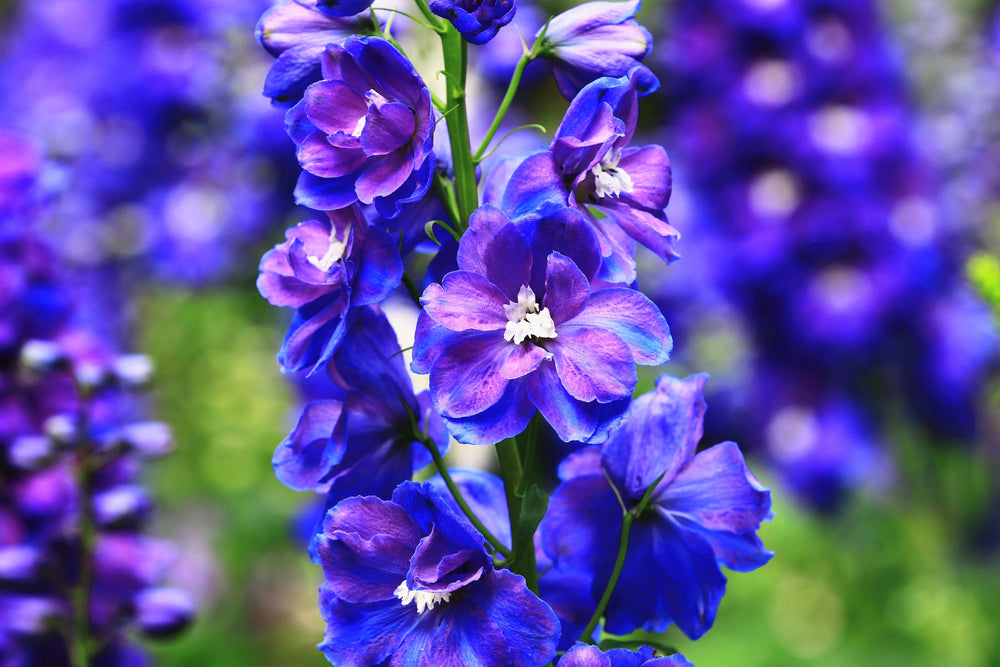 Blue Spire Larkspur Seeds