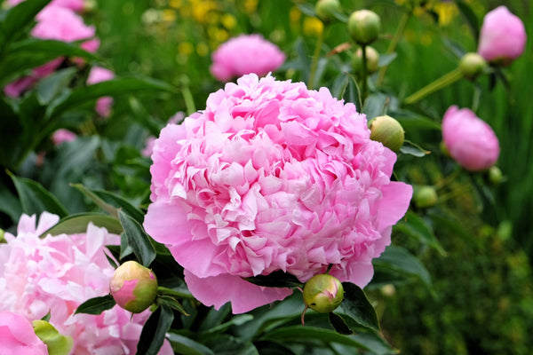 Garden Peony Seeds