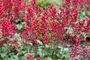 Heuchera ‘Firefly’ Seeds