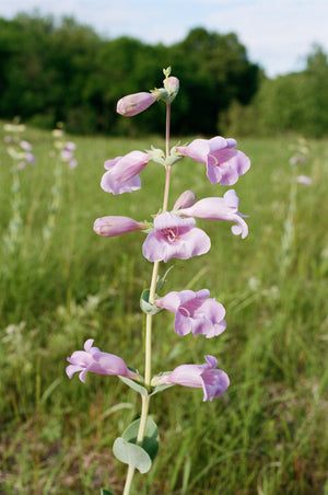 Large Flowered Beardtongue Seeds