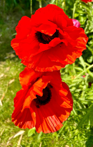 Oriental Poppy Beauty of Livermere Seeds