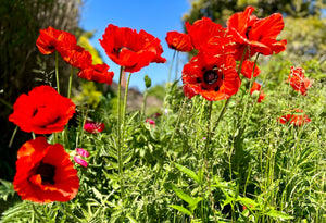 Oriental Poppy Beauty of Livermere Seeds