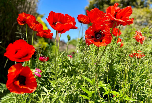 Oriental Poppy Beauty of Livermere Seeds