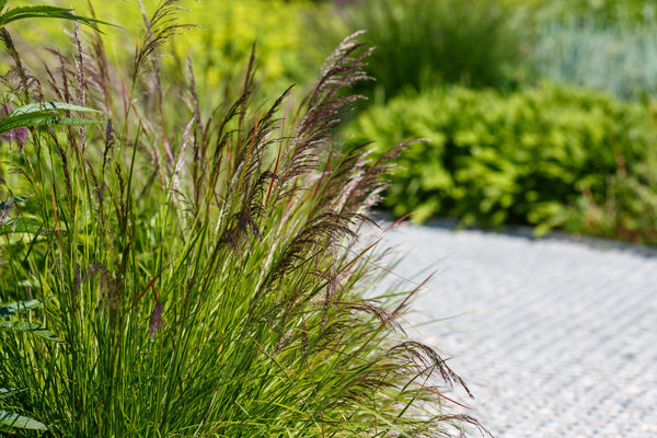 Tufted Harigrass Seeds