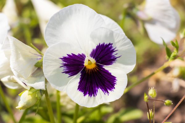 White and Purple Swiss Giant Pansy Seeds