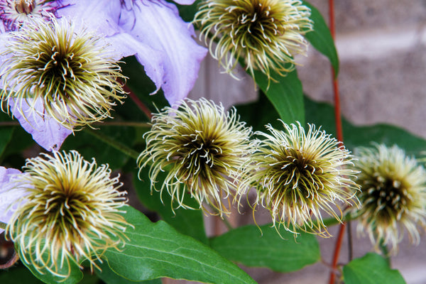 Purple Alpine Clematis Seeds