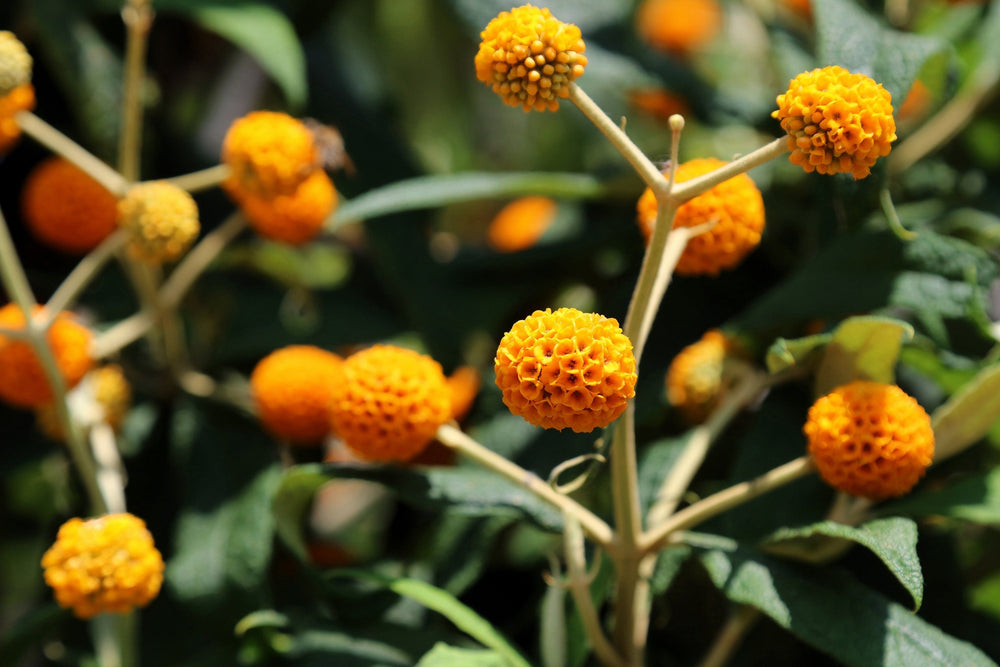Orange Ball Tree Flower Seeds (Golden Butterfly Bush)