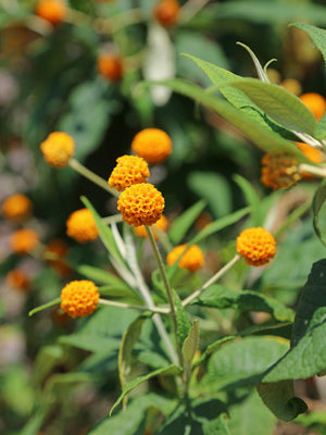 Orange Ball Tree Flower Seeds (Golden Butterfly Bush)
