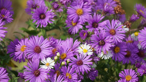Purple New England Aster Seeds