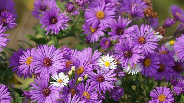 Purple New England Aster Seeds