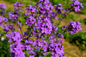 Dame's Rocket (Danask Violet) Seeds