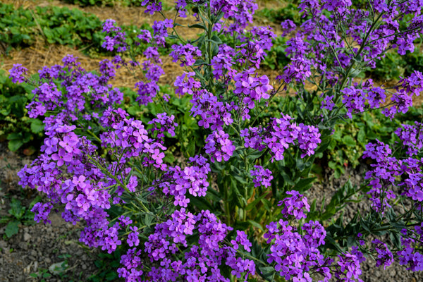 Dame's Rocket (Danask Violet) Seeds