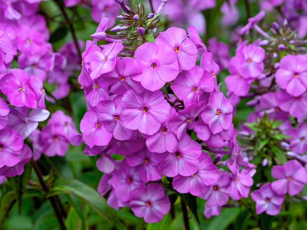Meadow Phlox Seeds