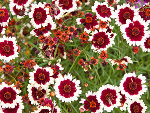 Incredible Swirl Coreopsis Seeds