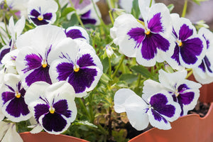 White and Purple Swiss Giant Pansy Seeds