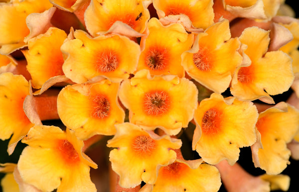 Orange Ball Tree Flower Seeds (Golden Butterfly Bush)