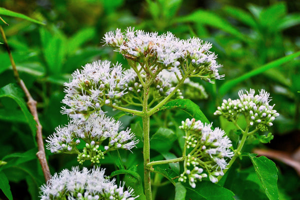 Tall White Boneset Seeds