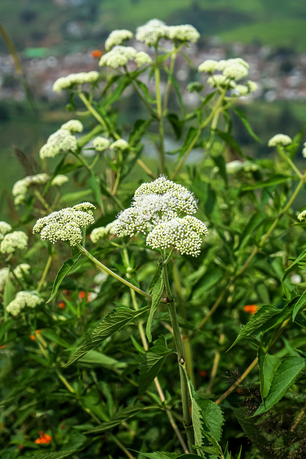 Tall White Boneset Seeds