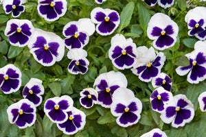 White and Purple Swiss Giant Pansy Seeds