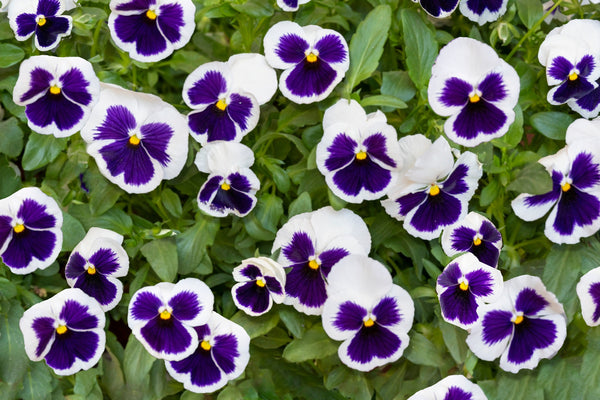 White and Purple Swiss Giant Pansy Seeds