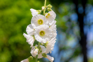 White Hollyhock Seeds