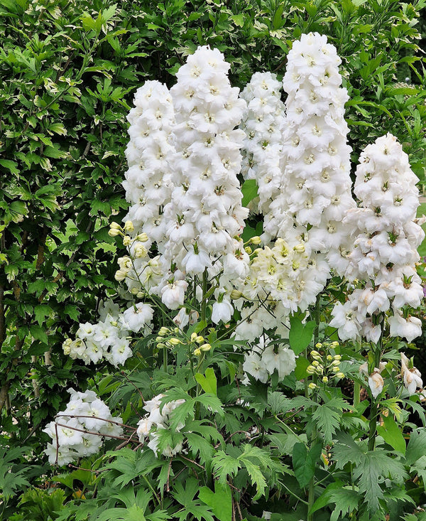 Giant Imperial White King Larkspur Seeds