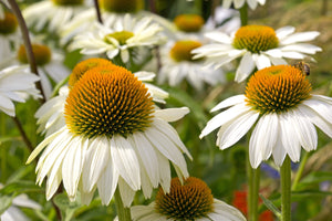 White Coneflower Seeds