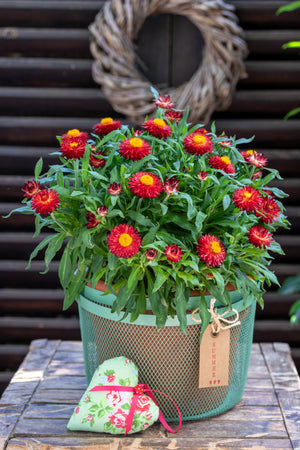 Red Fireball Strawflower Seeds