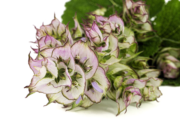 White Swan Clary Sage Seeds