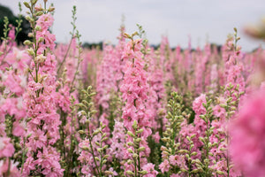 Pink Perfection Larkspur Seeds