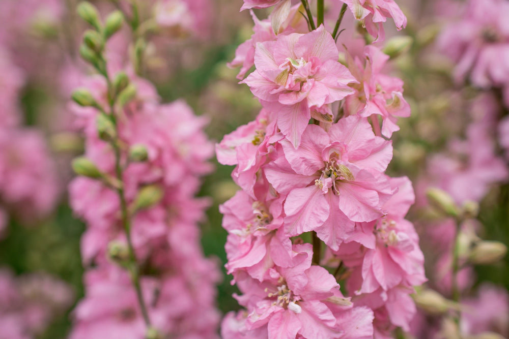 Pink Perfection Larkspur Seeds