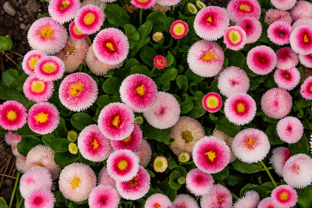 Strawberries & Cream English Daisy Seeds