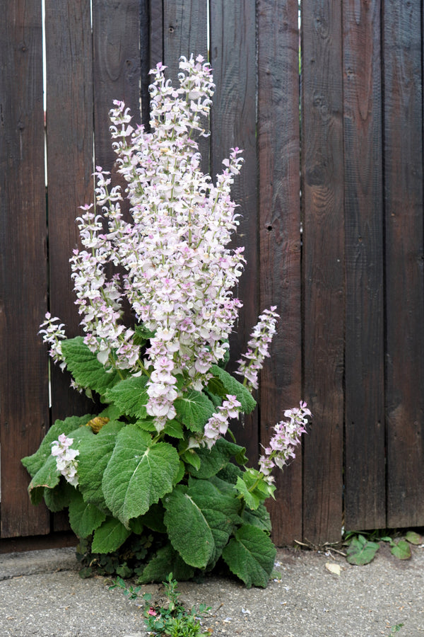 White Swan Clary Sage Seeds