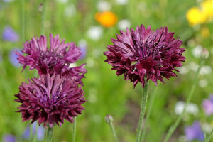 Black Bachelor's Button Seeds