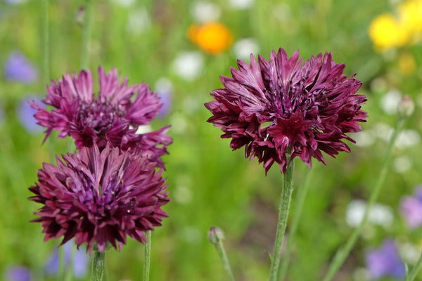 Black Bachelor's Button Seeds