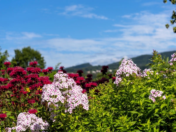 Meadow Phlox Seeds