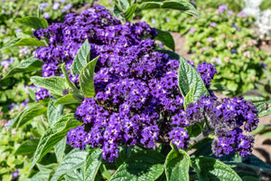 Marine Heliotrope Seeds