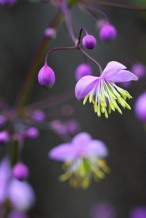 Chinese Meadow Rue