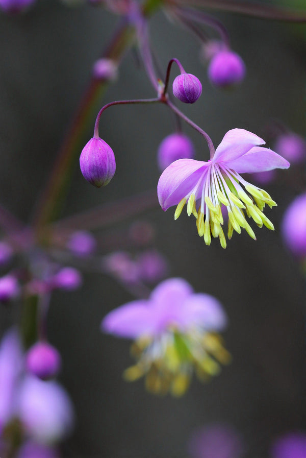 Chinese Meadow Rue