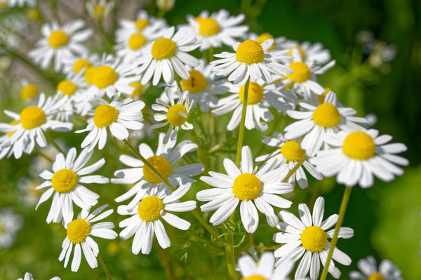 German Chamomile Seeds