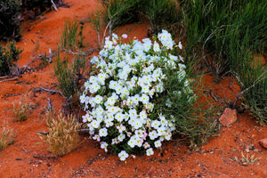 White Pale Evening Primrose Sees
