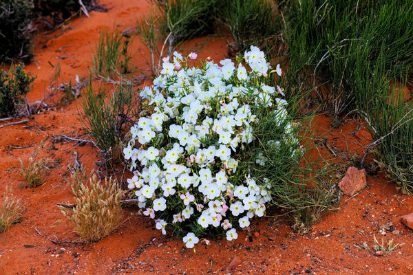 White Pale Evening Primrose Sees