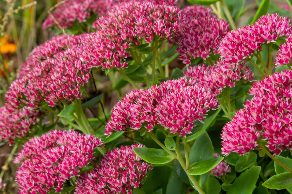 Emperor's Wave Sedum Seeds