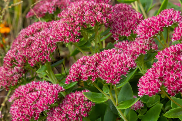 Emperor's Wave Sedum Seeds