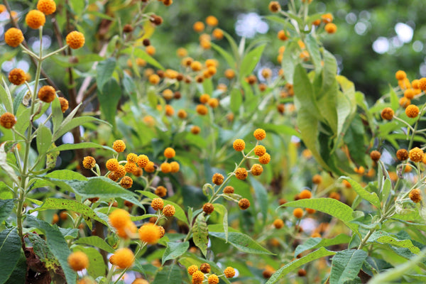 Orange Ball Tree Flower Seeds (Golden Butterfly Bush)