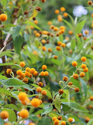 Orange Ball Tree Flower Seeds (Golden Butterfly Bush)