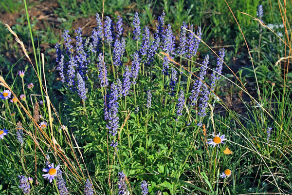 Japanese Catnip Seeds